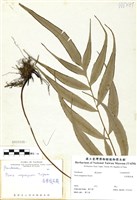 藏品(長葉鳳尾蕨)的圖片